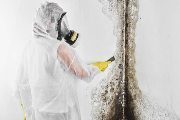 Best Crawl Space Mold Removal  in Ardsley, NY