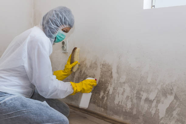 Best Toxic Mold Removal  in Ardsley, NY