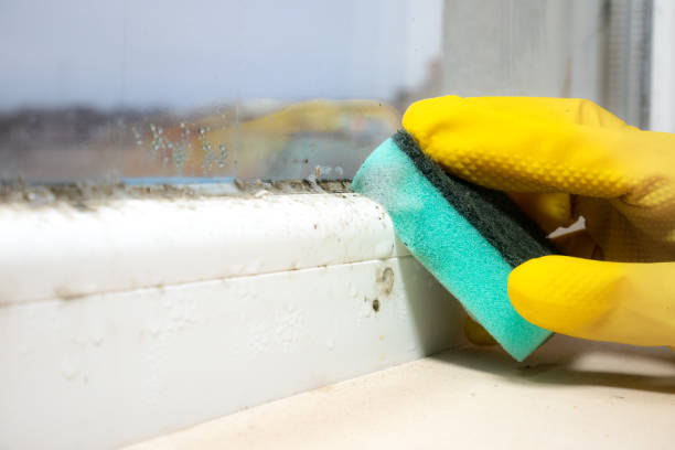 Best Mold Remediation  in Ardsley, NY