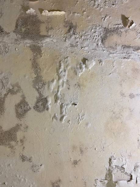 Ardsley, NY Mold Removal Company
