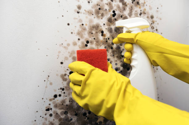 Best Same-Day Mold Removal  in Ardsley, NY