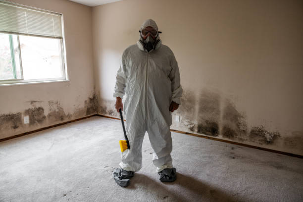 Best Black Mold Removal  in Ardsley, NY