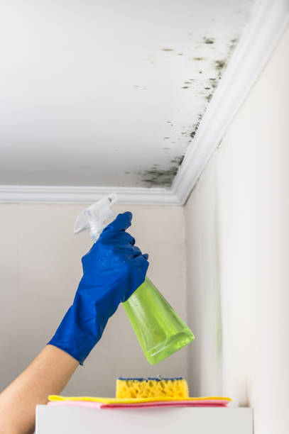 Best Mold Testing and Removal  in Ardsley, NY